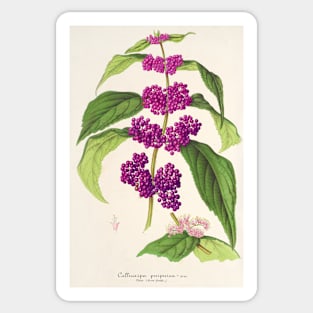 Purple beautyberry - Botanical Illustration Sticker